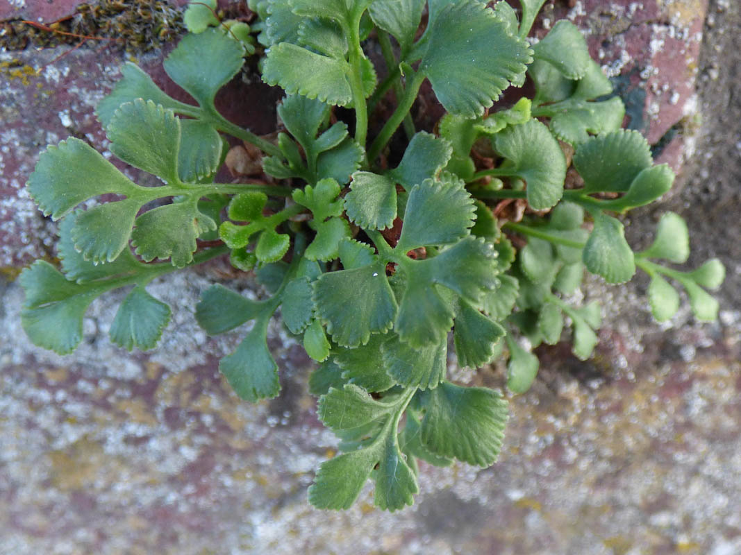 Asplenium ruta-muraria